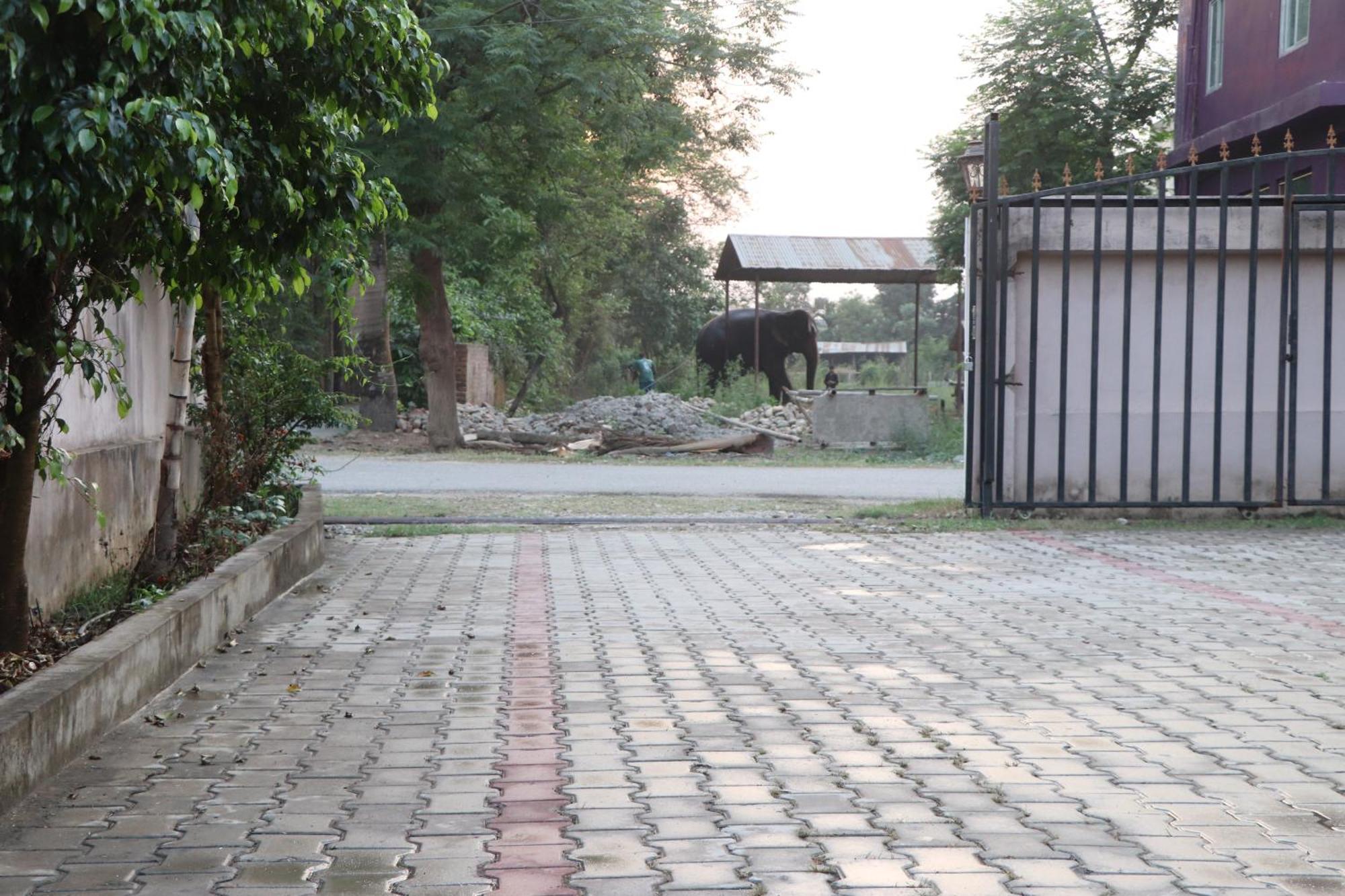 Hotel Flycatcher Chitwan- A Jungle Safari Home 사우라하 외부 사진